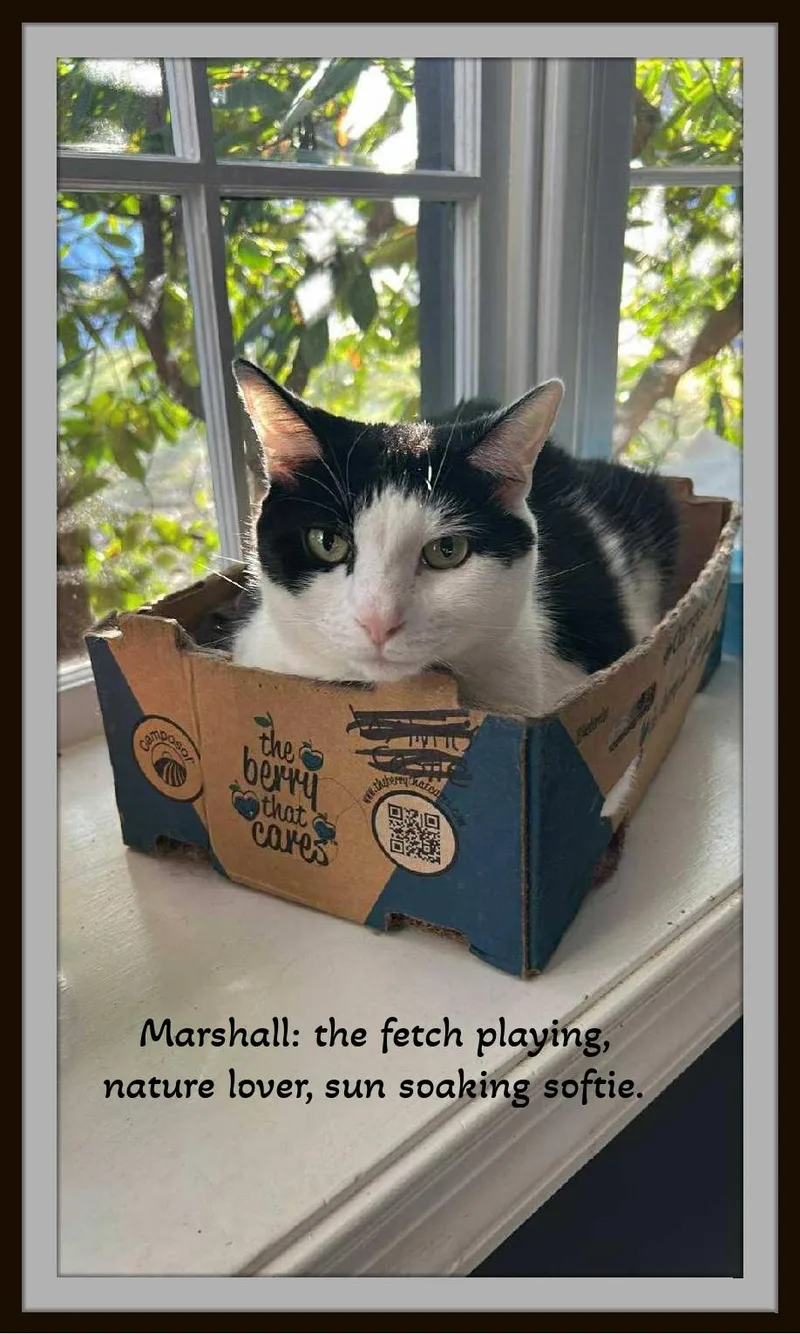 Meet Marshall — Your