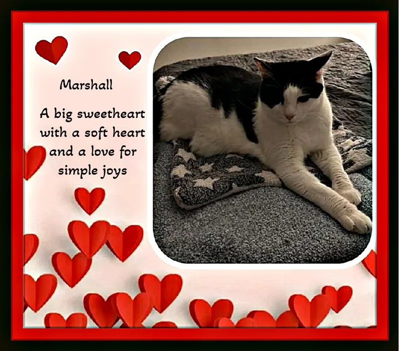 Meet Marshall — Your thumbnail 4
