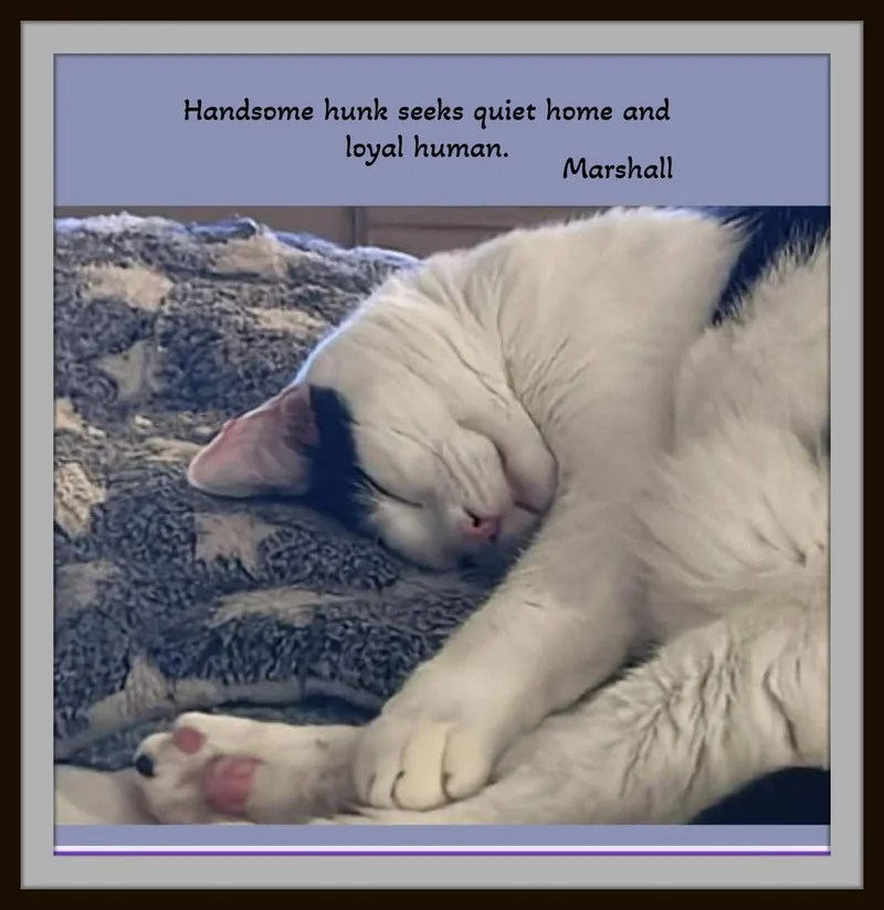 Meet Marshall — Your thumbnail 5