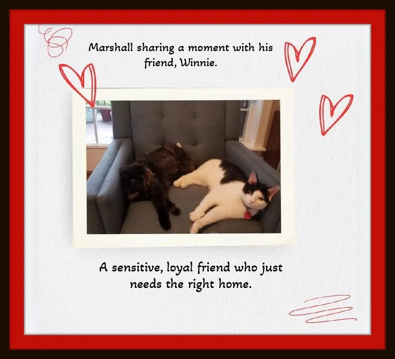 Meet Marshall — Your thumbnail 6