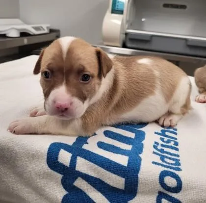 A baby small-sized female Mixed Breed dog named Velvet for adoption in Westland, MI