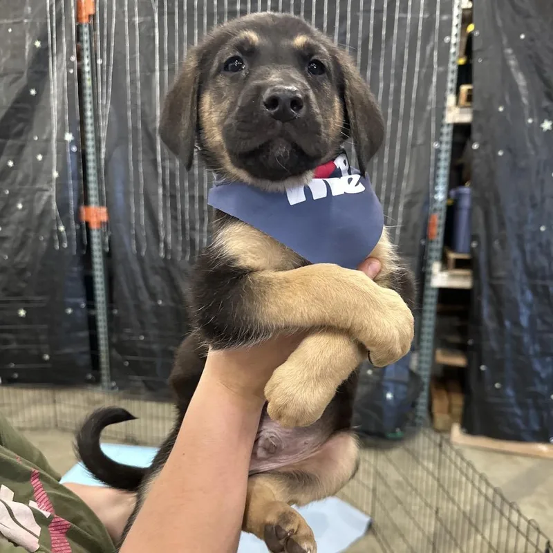 A baby large-sized male Black Chesapeake Bay Retriever dog named Tide for adoption in Bellingham, WA