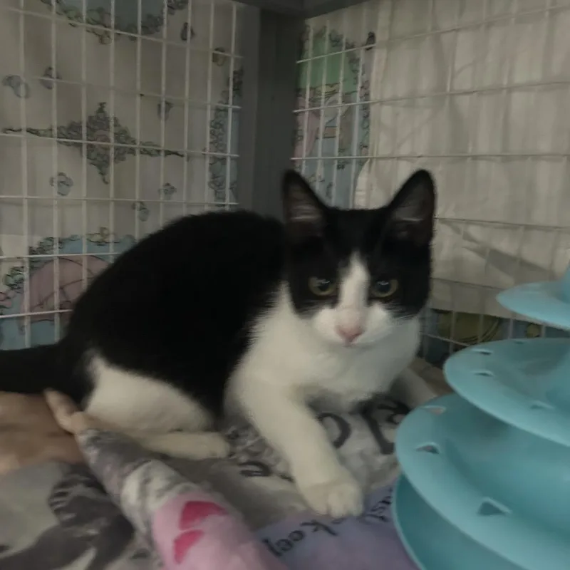 A baby small-sized female Black Domestic Short Hair cat named Mopsy for adoption in Middle Village, NY