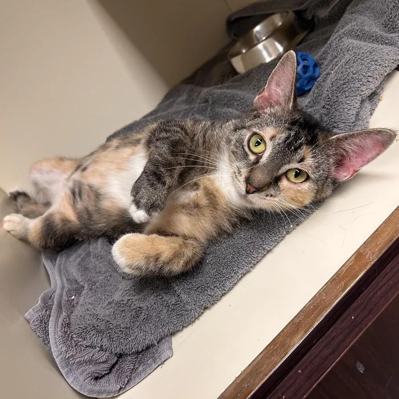 A baby medium-sized female Brown / Chocolate Domestic Short Hair cat named Dina for adoption in Waynesboro, PA