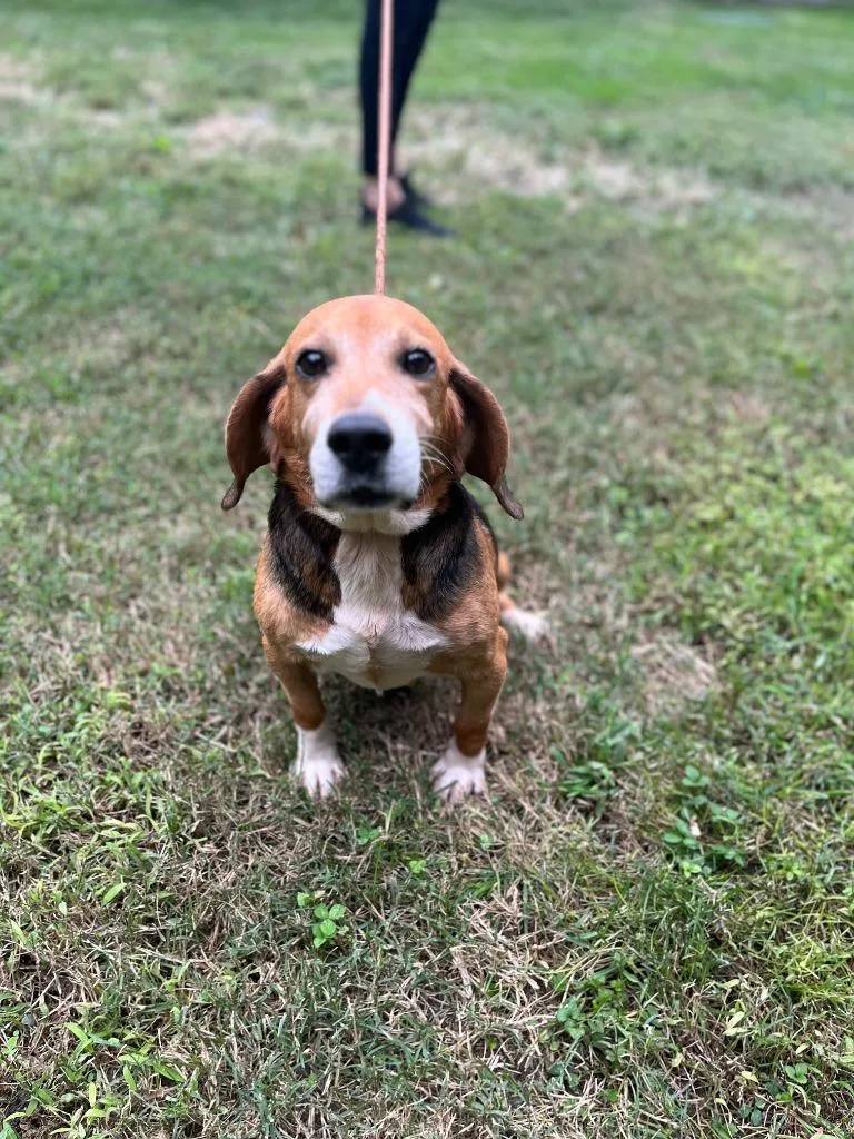 An adult medium-sized male Beagle dog named Hank for adoption in Cambridge, MD