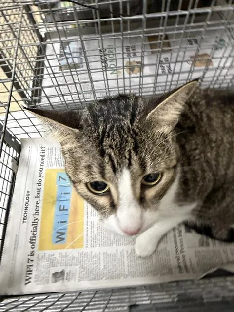 An adult large-sized female Domestic Short Hair cat named Maxine for adoption in Pasadena, TX