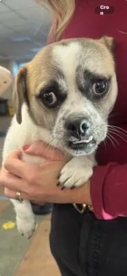 A young small-sized male Pug dog named Otis for adoption in Van Nuys, CA