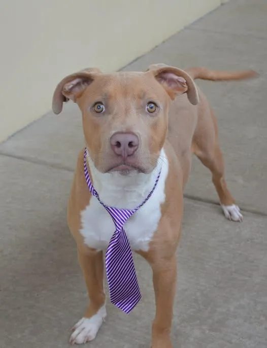 A young large-sized male Pit Bull Terrier dog named Huxley for adoption in McKinney, TX