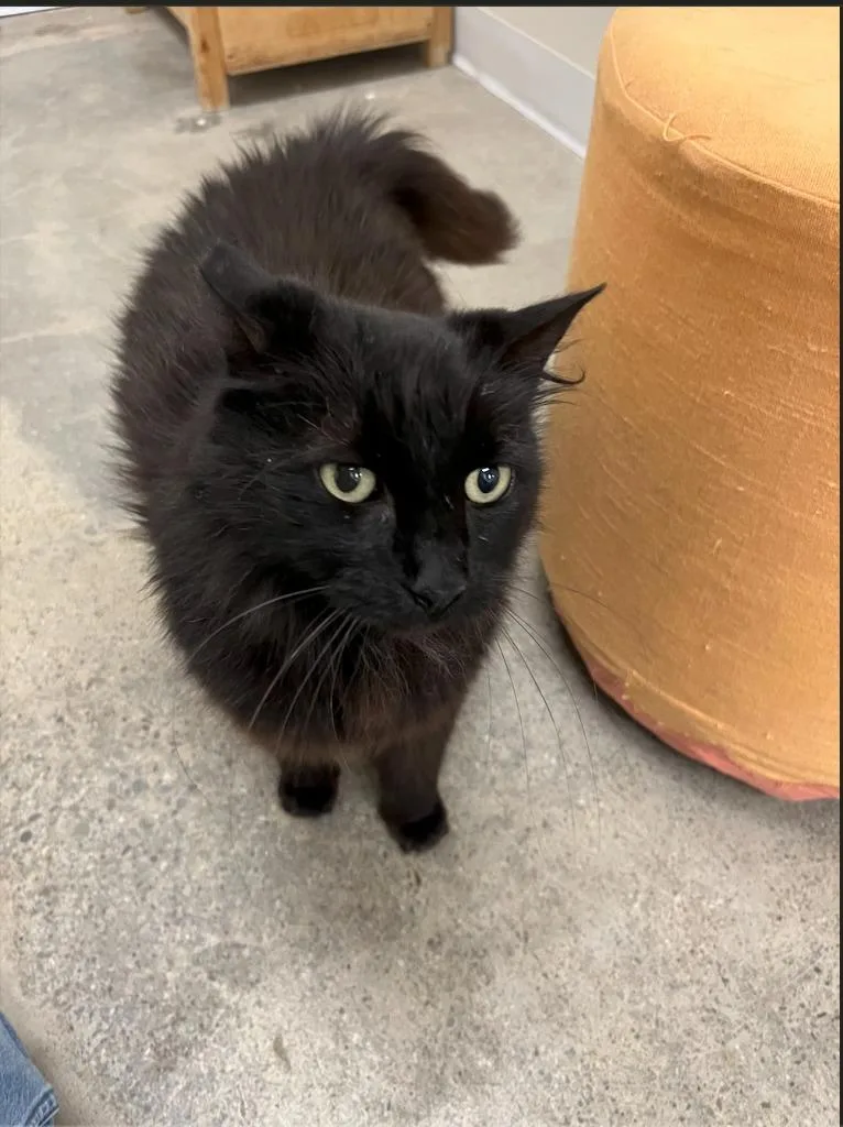 An adult medium-sized male Domestic Long Hair cat named Tito for adoption in Napa, CA