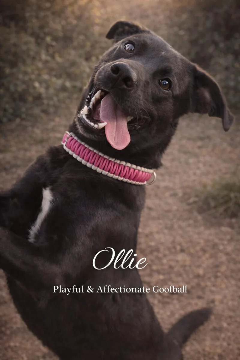 Ollie Bennett thumbnail 3