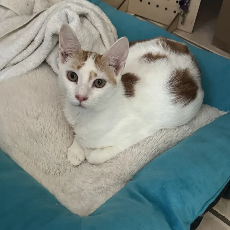 A young medium-sized male Orange & White Domestic Short Hair cat named Buddy for adoption in Palm City, FL