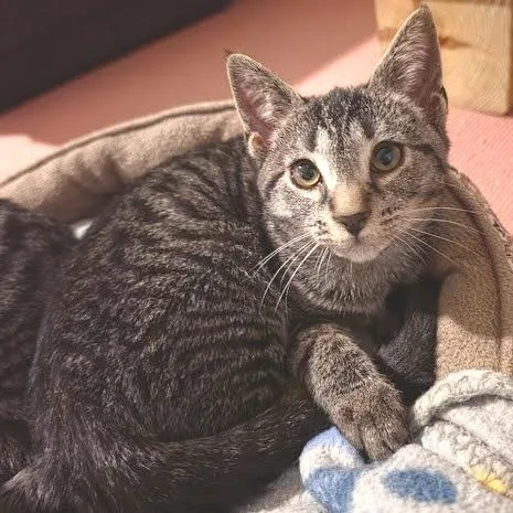 A baby small-sized female Gray / Blue / Silver Domestic Short Hair cat named Tremi for adoption in Newport News, VA