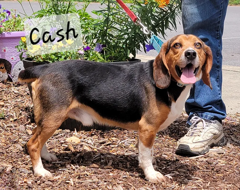 An adult small-sized male Tricolor (Brown, Black, & White) Beagle dog named Cash for adoption in Prince Frederick, MD