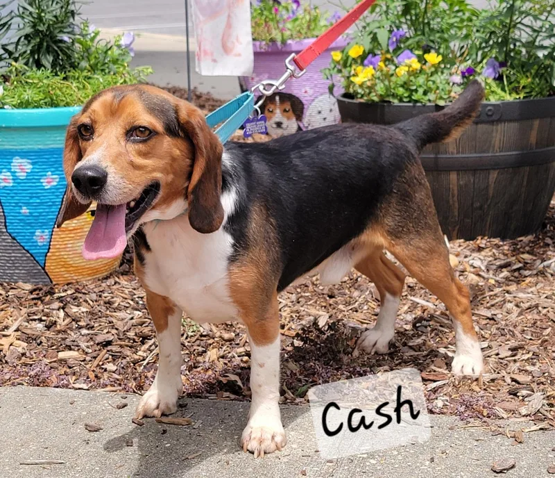 Cash thumbnail 2