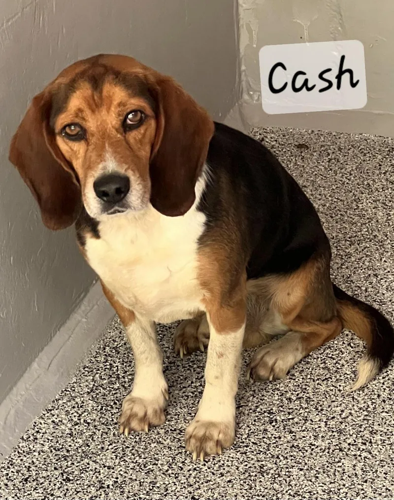 Cash thumbnail 3