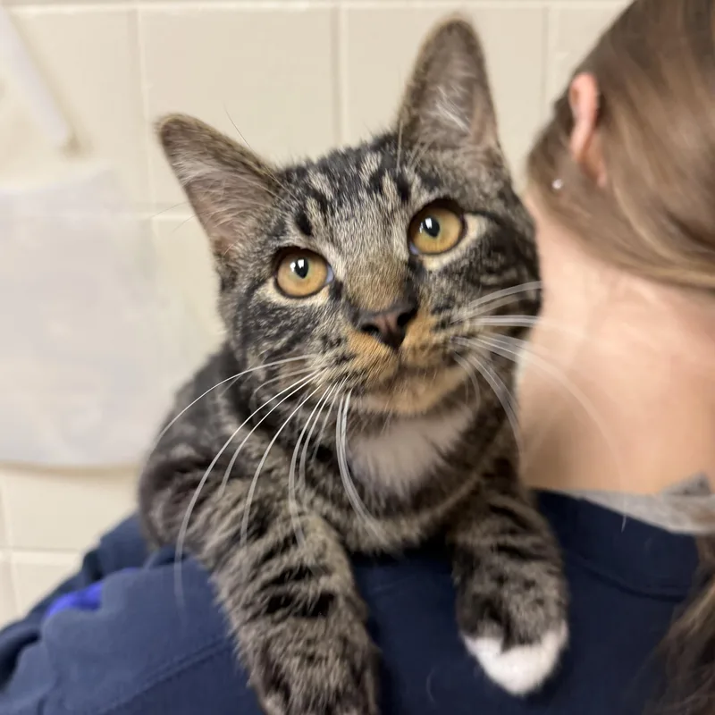 An adult medium-sized male Domestic Short Hair cat named Ambero for adoption in Kearney, NE