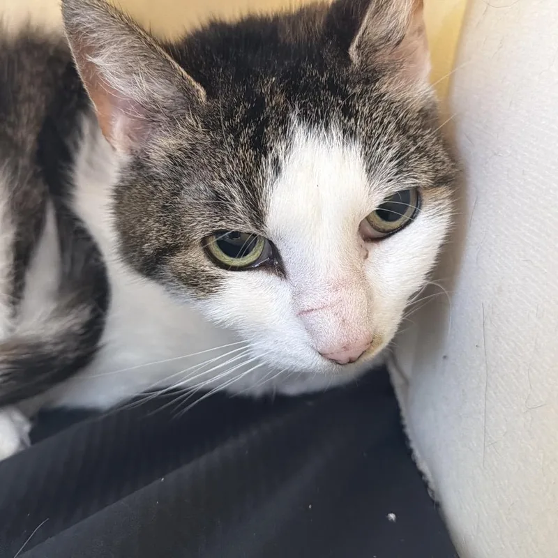 An adult small-sized female Calico Domestic Short Hair cat named Panini for adoption in Philadelphia, PA