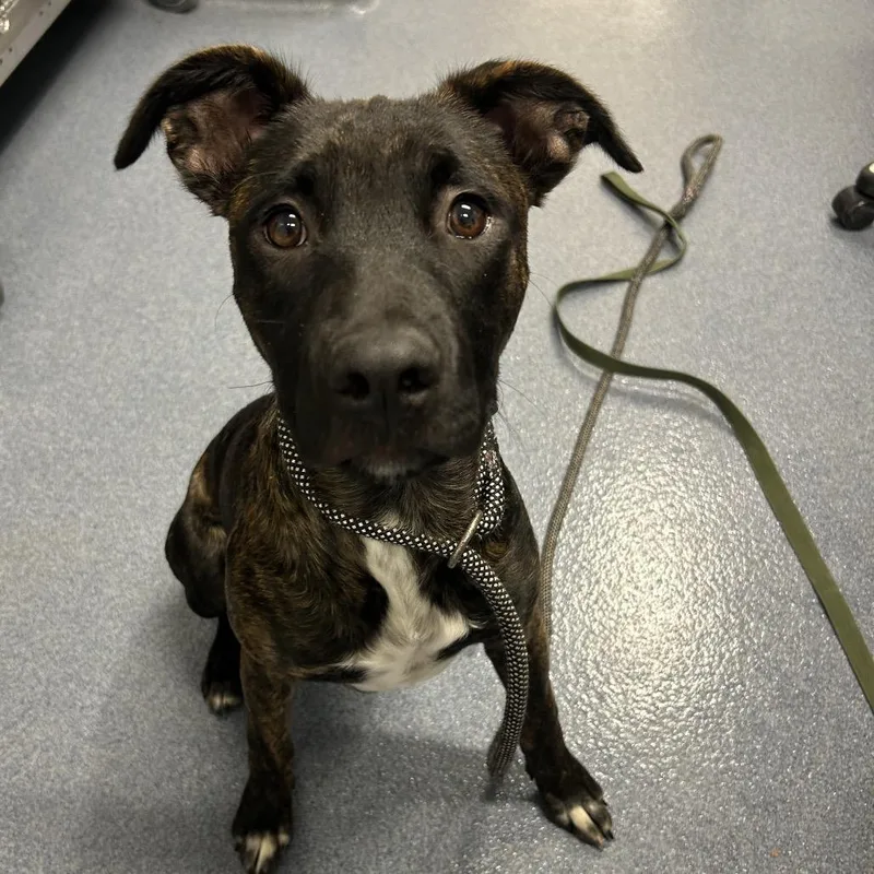 A young medium-sized female Brindle Mixed Breed dog named Serena for adoption in St Joseph, MO