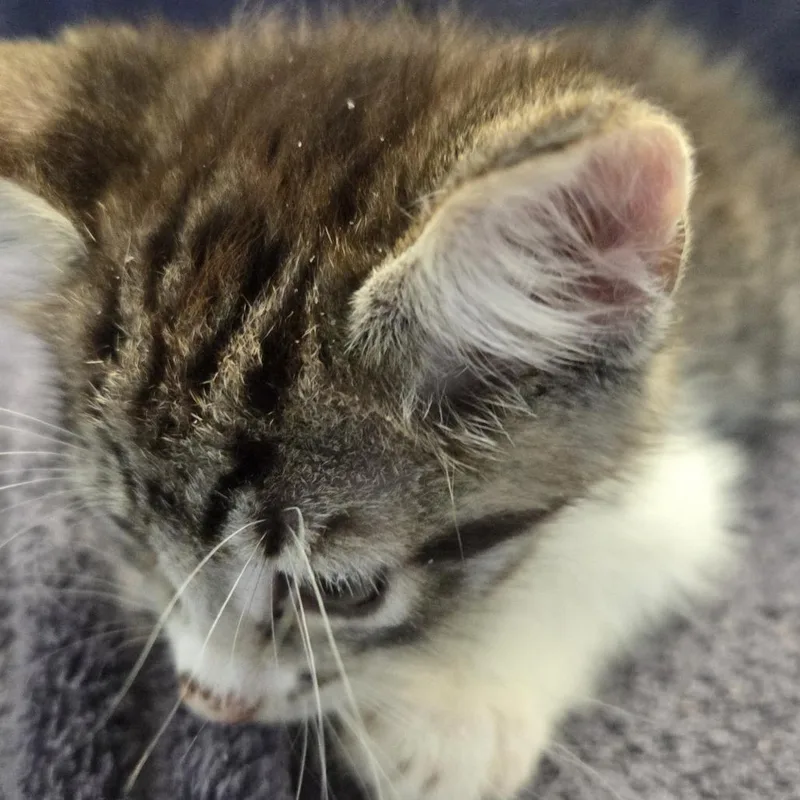 A baby small-sized male Gray / Blue / Silver Domestic Short Hair cat named Ponzu for adoption in Volcano, HI