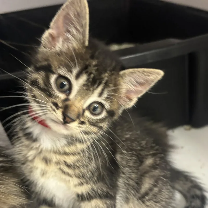 A baby small-sized female Gray / Blue / Silver Domestic Short Hair cat named Misty for adoption in Houston, TX