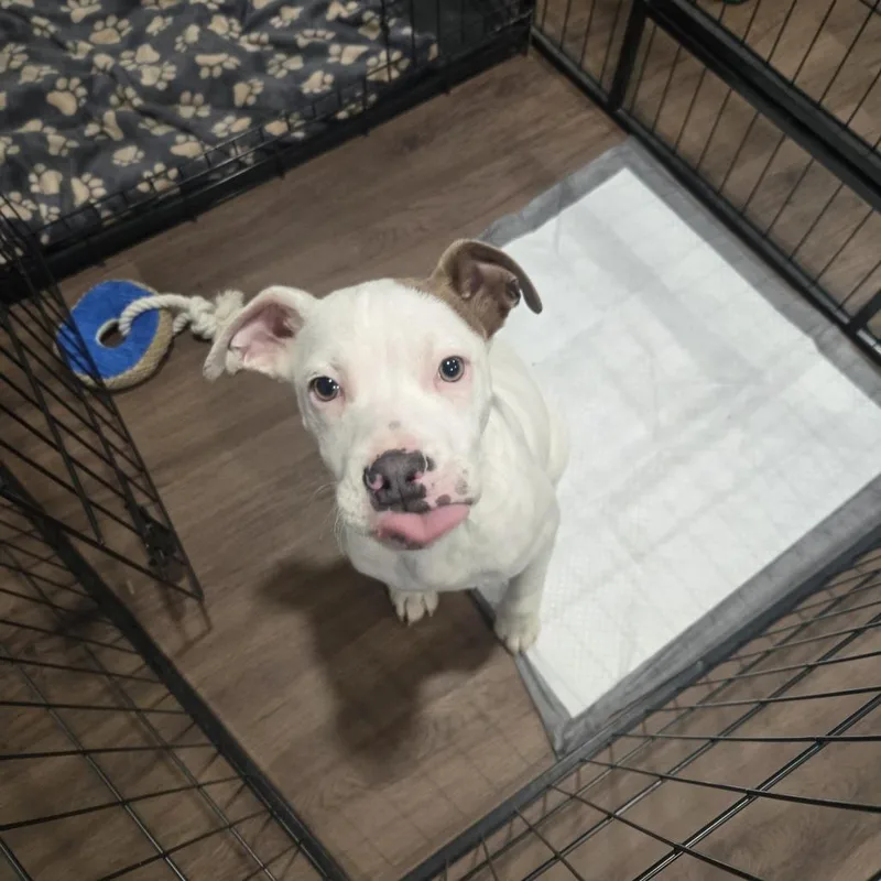 A baby medium-sized male White / Cream Labrador Retriever dog named Thor for adoption in South Elgin, IL