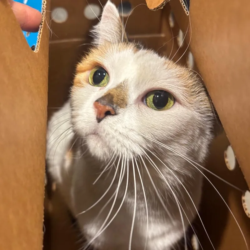 An adult large-sized female White Domestic Short Hair cat named Ivy for adoption in Tampa, FL