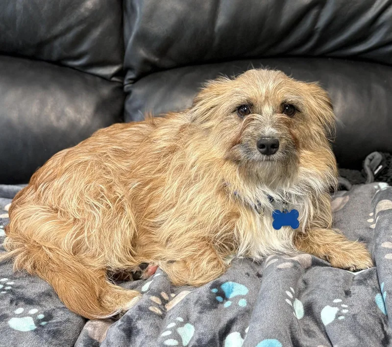 A young small-sized male Terrier dog named Rafael for adoption in Spring Lake, NJ