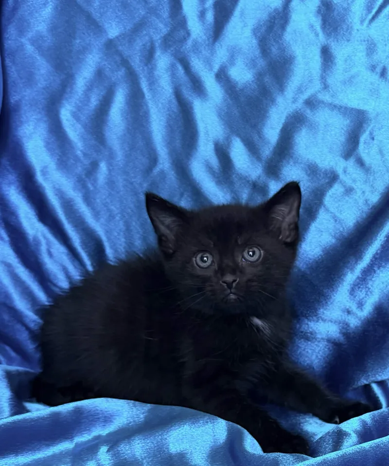 A baby medium-sized male Domestic Short Hair cat named Mason for adoption in Rowland Heights, CA