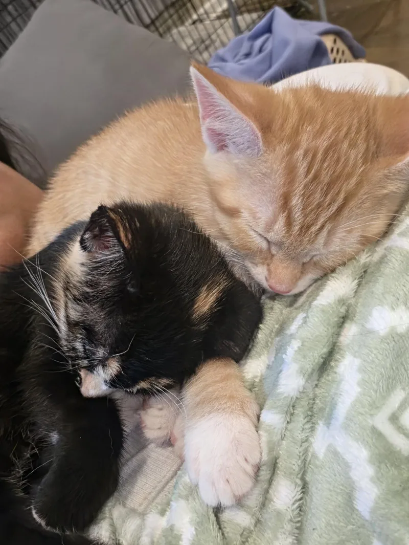 A baby medium-sized female Domestic Short Hair cat named Mint for adoption in Broomall, PA