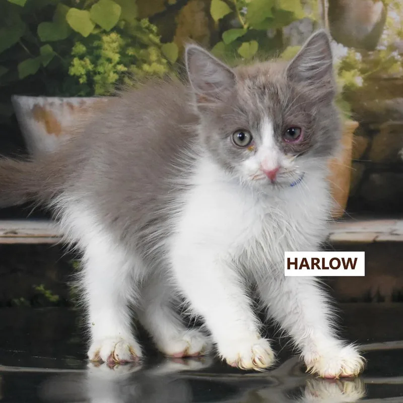 Harlow