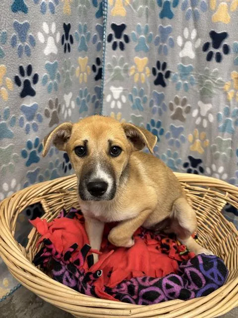 A baby small-sized female Labrador Retriever dog named Carrie for adoption in Rosenberg, TX