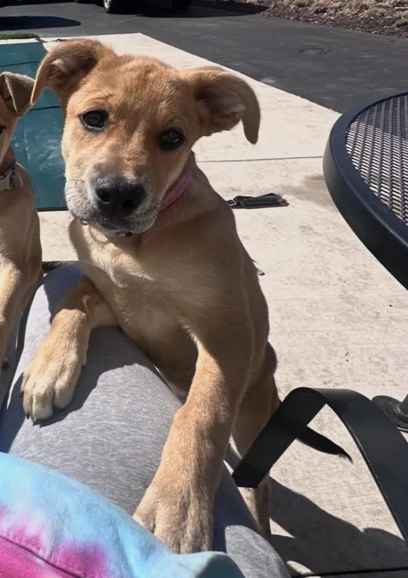 Green Olive thumbnail 2