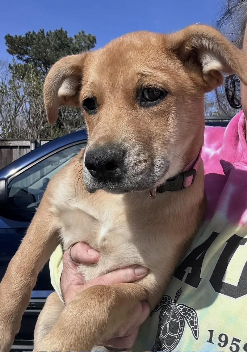 Green Olive thumbnail 4