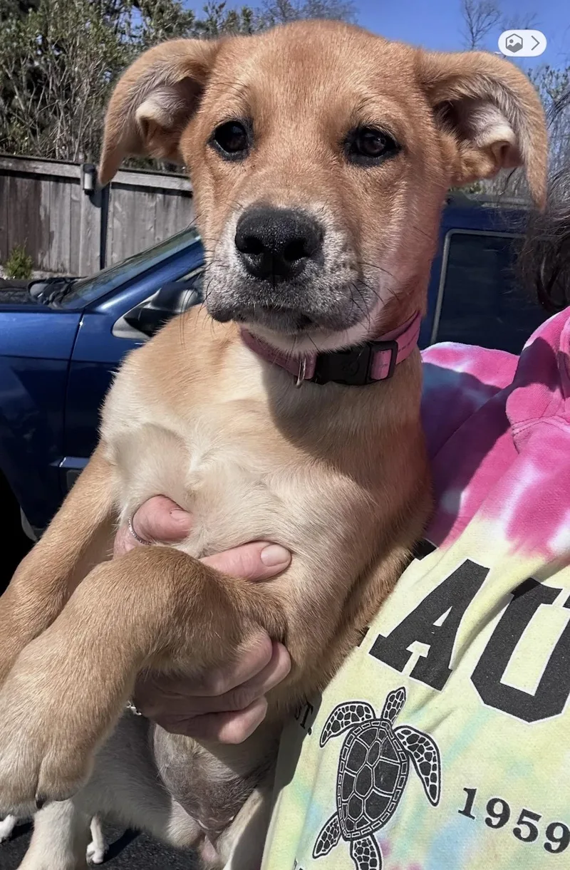 Green Olive thumbnail 5