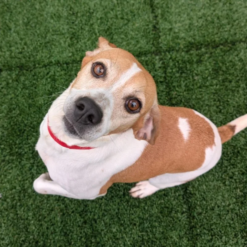 A young medium-sized female Beagle dog named Marcie for adoption in Chicago, IL