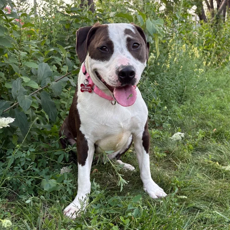 A young medium-sized female Black Mixed Breed dog named Bliss for adoption in Wheeling, IL