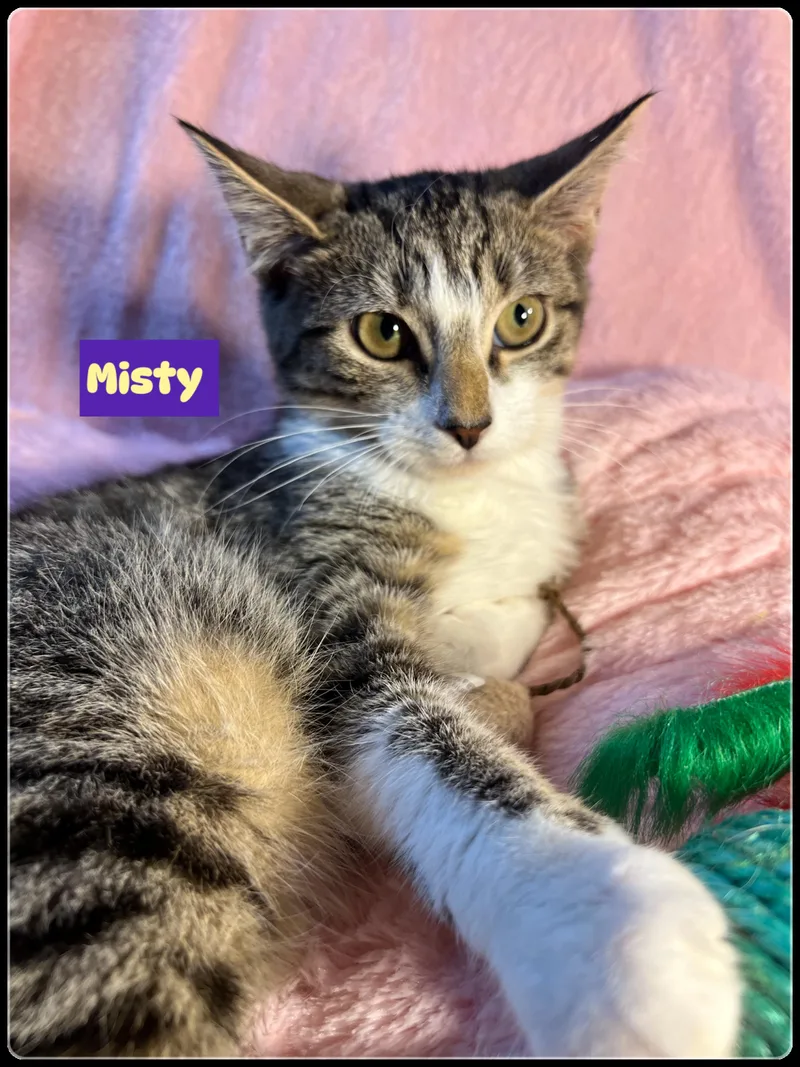 Steven And Misty thumbnail 2