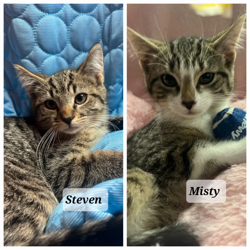 Steven And Misty thumbnail 3