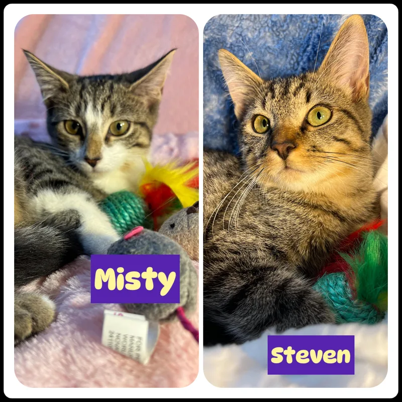 Steven And Misty