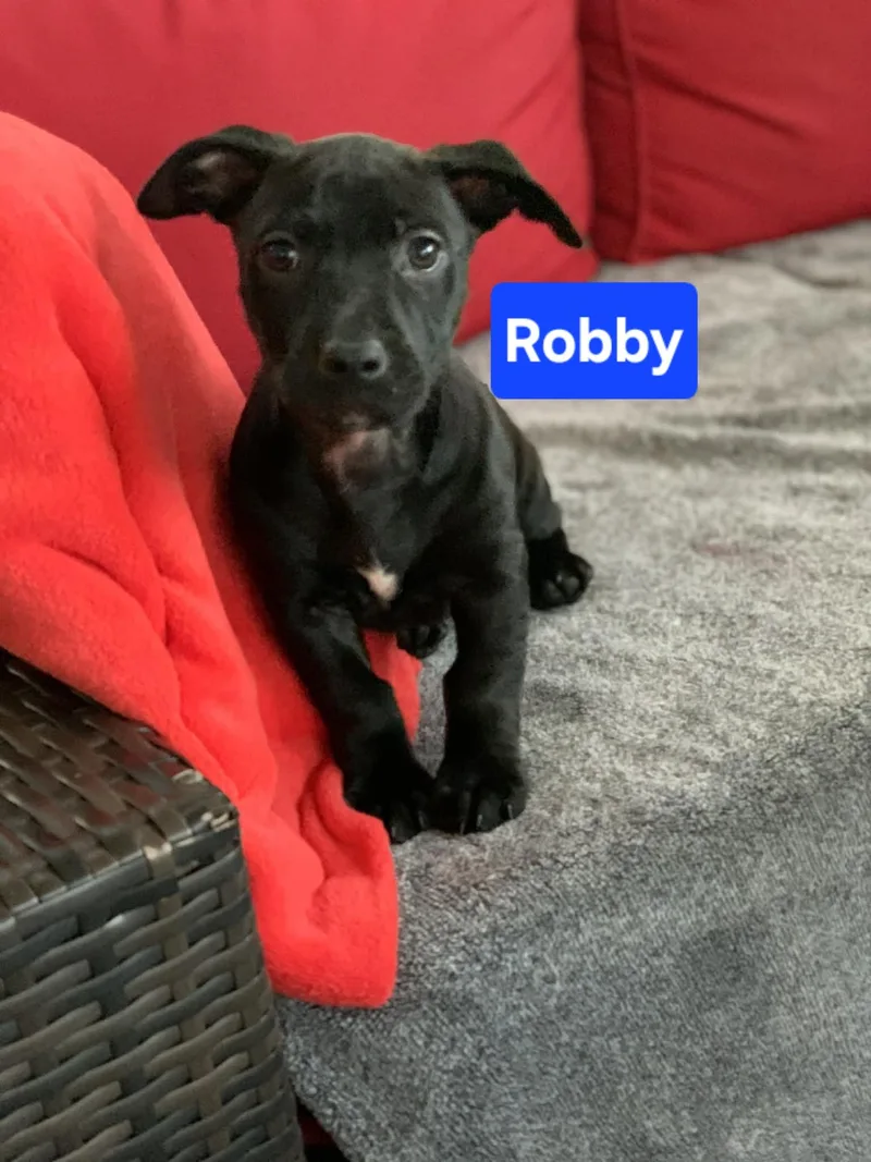 A baby small-sized male Black Dachshund dog named Robby for adoption in Blue Bell, PA