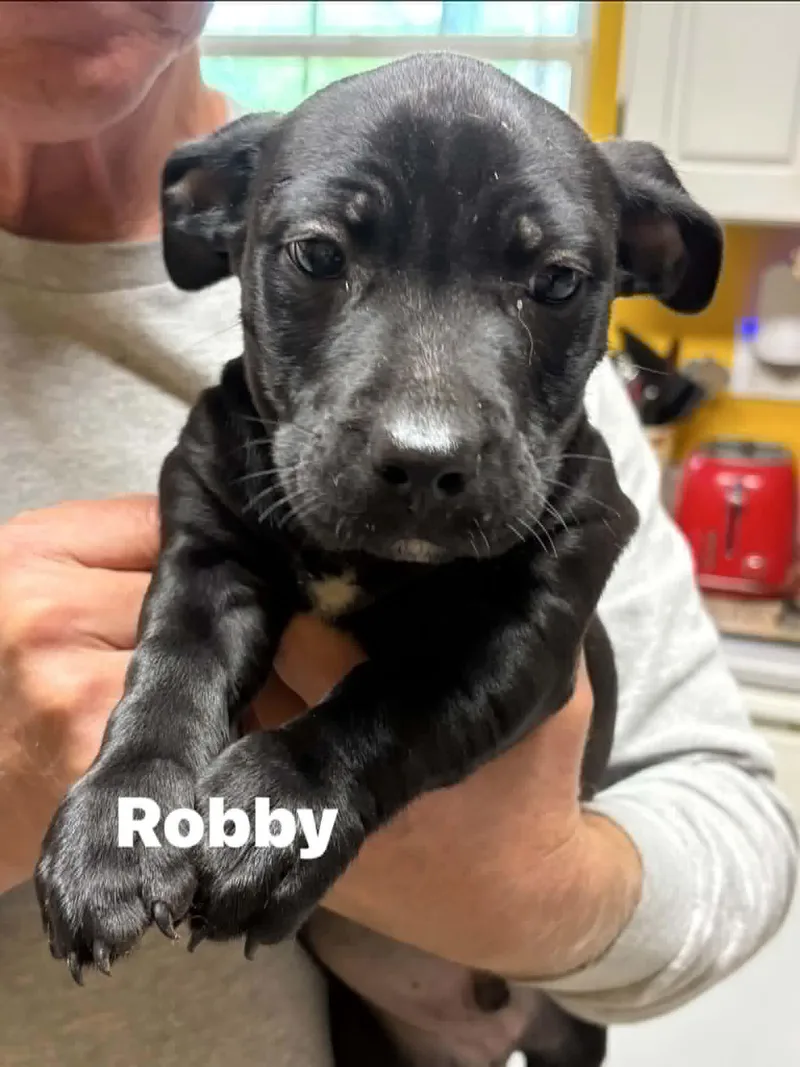 Robby thumbnail 4