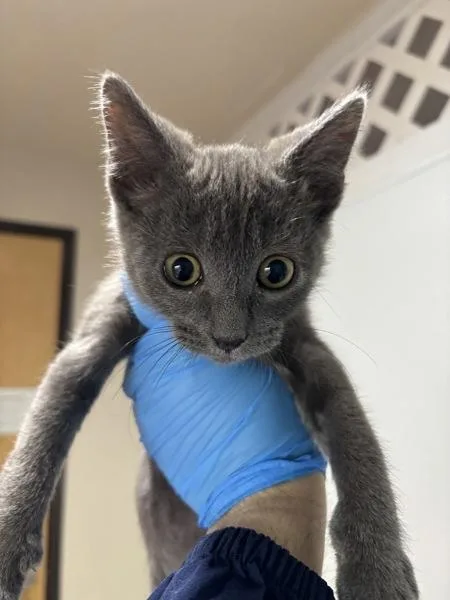 A baby small-sized male Domestic Short Hair cat named Zots for adoption in Sherwood, OR