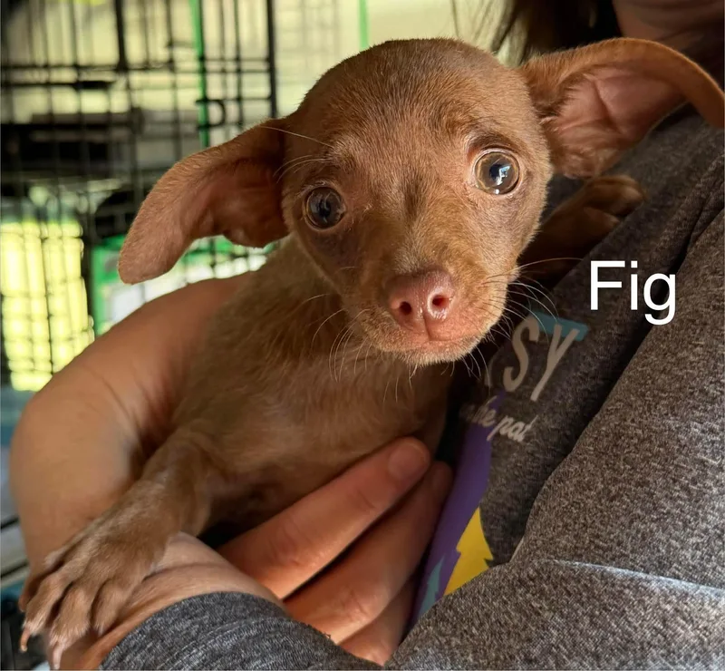 A baby small-sized female Chihuahua dog named Fig for adoption in New Baltimore, MI