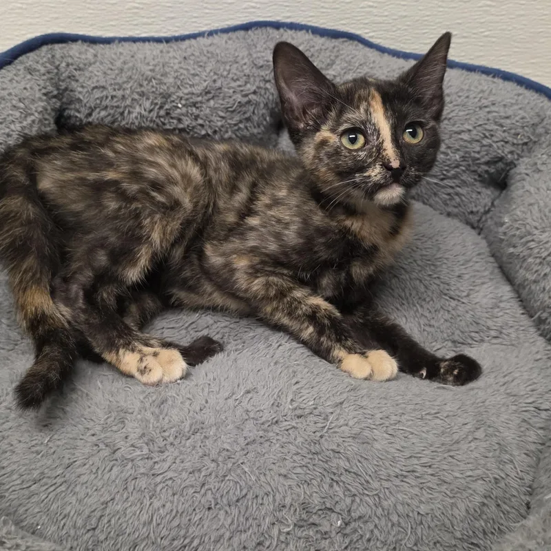 A young medium-sized female Tortoiseshell cat named Inga for adoption in Greensboro, NC
