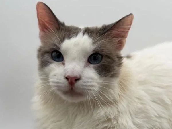 A young small-sized male Domestic Long Hair cat named Butters for adoption in Portland, OR