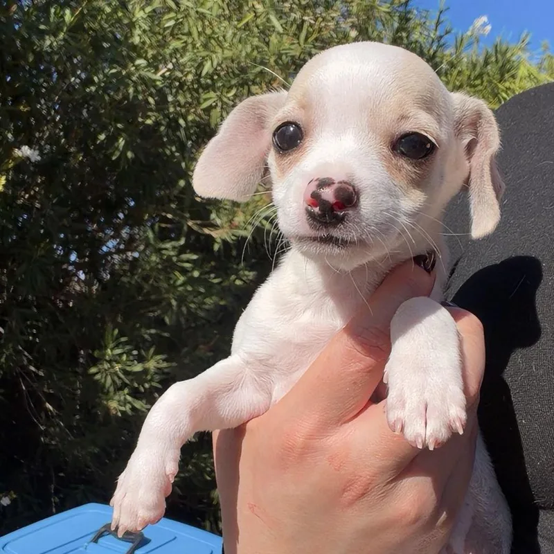 A baby small-sized female White / Cream Chihuahua dog named Roo for adoption in Chico, CA