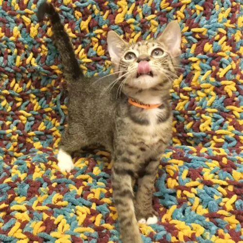 A baby small-sized male Tabby (Tiger Striped) Domestic Short Hair cat named Calvin for adoption in Gilbert, AZ