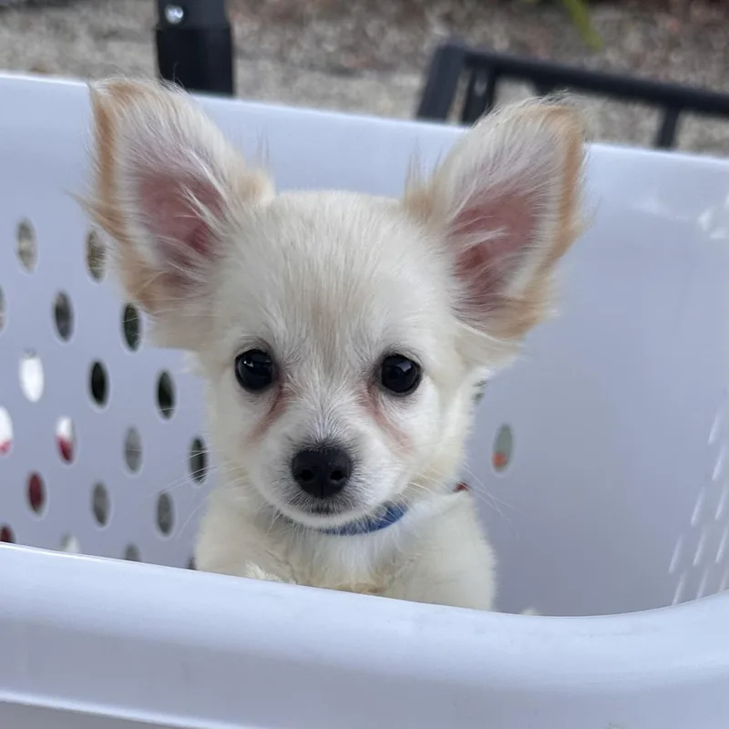 A baby small-sized male White / Cream Chiweenie dog named Boomer Liittke Puppy for adoption in Topanga, CA