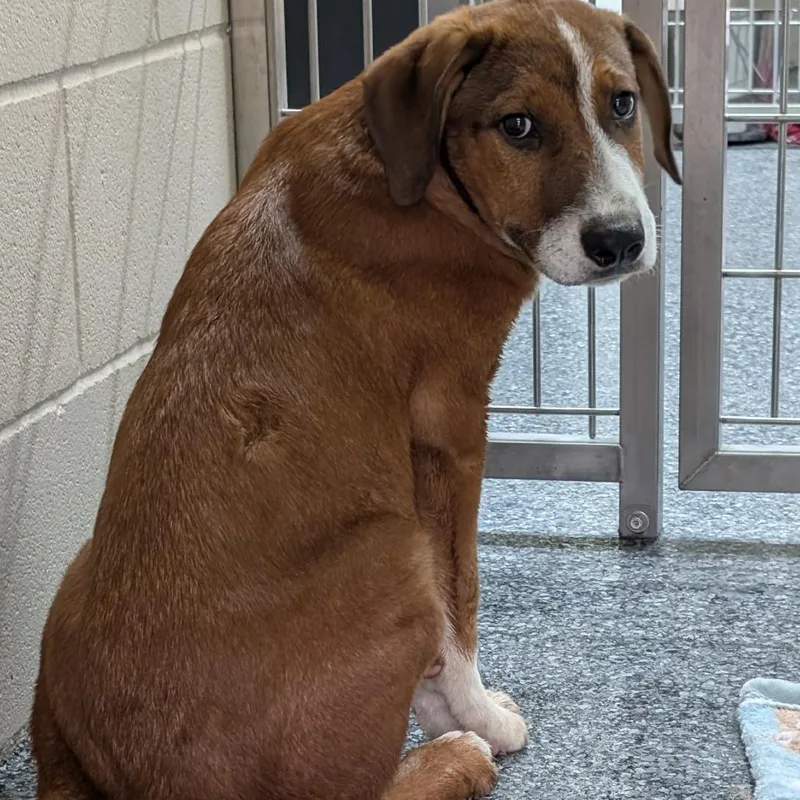 A baby small-sized male Brown / Chocolate Hound dog named Larry for adoption in Buchanan Dam, TX