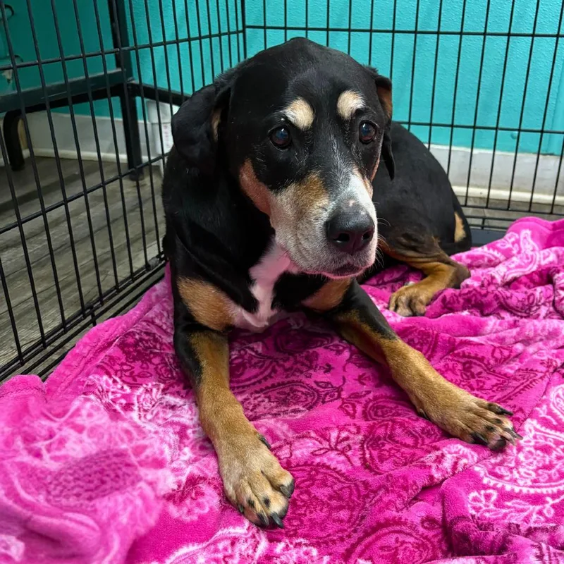 A senior large-sized female Black Mixed Breed dog named Leslie for adoption in Jefferson city, TN
